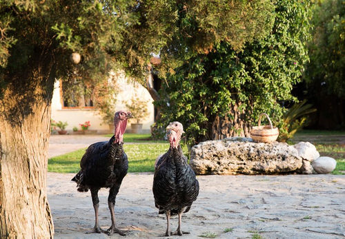 B&B La Chora Di Paestum Bagian luar foto